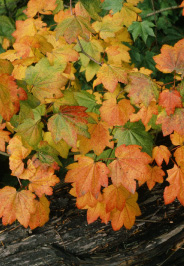 vine maple leaves in autumn